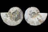 Cut & Polished Ammonite Fossil - Agatized #78550-1